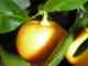 Calamondin – citrus v květnáči